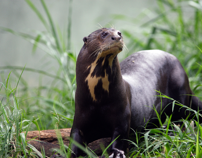 giant-river-otter-2.webp Giant river otter laying on grass
