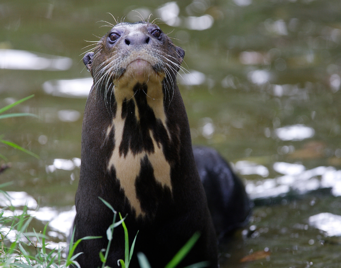 giant-river-otter-eating-3.webp Giant river otter coming of a river
