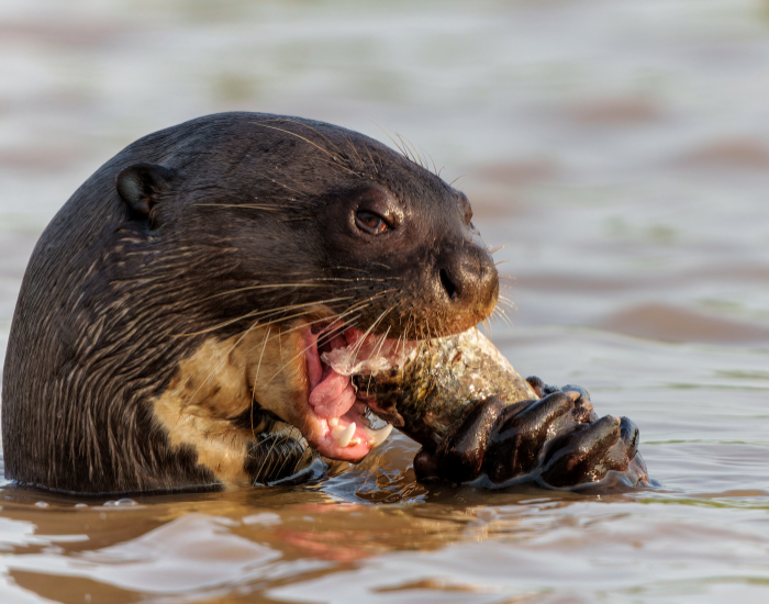 giant-river-otter-eating.webp giant otter eating a fish in a river with only the head out of the water