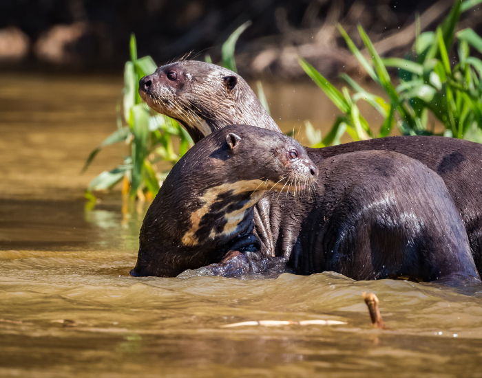 giant-river-otter-hugging.webp two giant river otter together