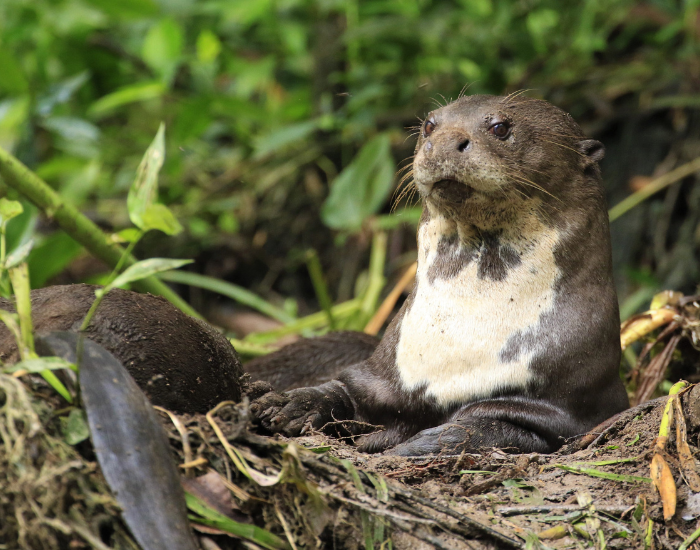 giant-river-otter-in-nest.webp giant otter laying on the ground in the wild