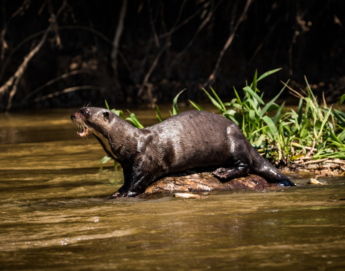 giant-river-otter-next-to-river.webp giant river otter near the river's shore