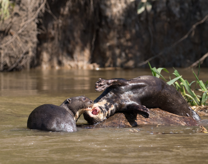 giant-river-otter-playing.webp two giant otters on a rock playing near a river