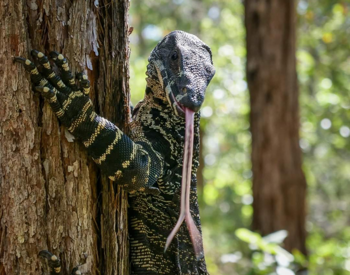 goanna-noosa.webp Goanna climbing a tree with its sticking its tongue outside the mouth