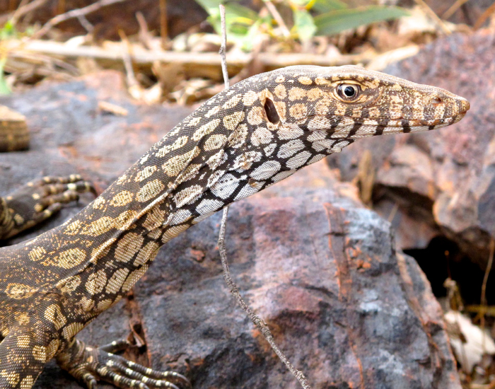 goanna.webp Lizard, goanna close up