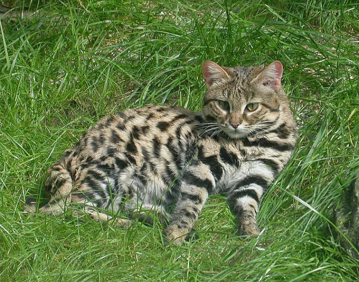 black footed cat in the wild laying on grass