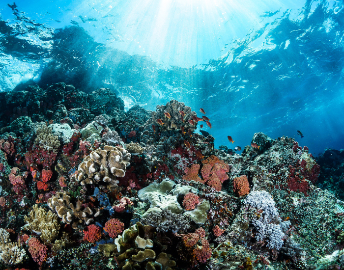 great-barrier-reef-4.webp great barrier reef underwate rphoto in australia