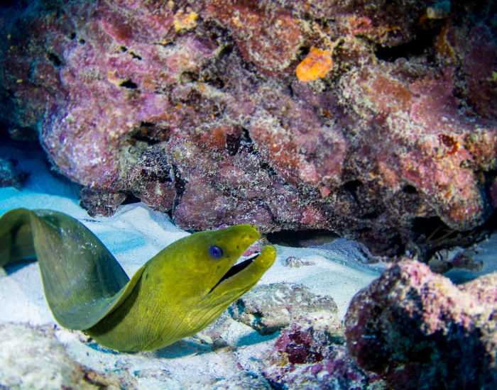 moray eel swimming underwater
