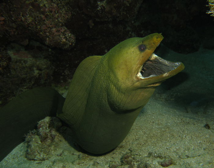 green moray eel underwater