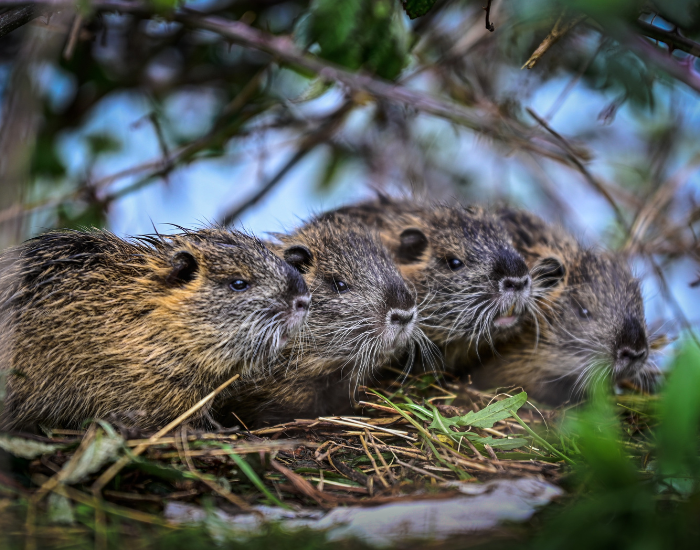 groip-of-beavers.webp group of beavers together