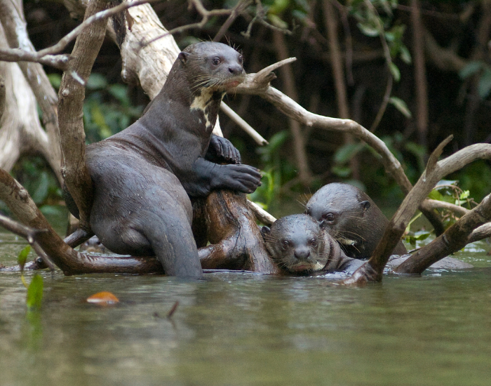 group-giant-river-otter-in-nest.webp group of giant river otter hanging near on mangrove roots in a river