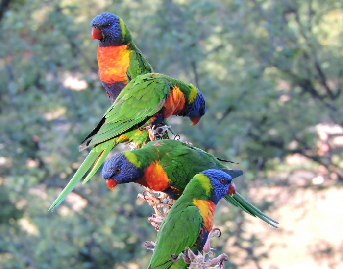 group-rainbow-lorikeets.webp group of rainbow lorikeets on top of a tree
