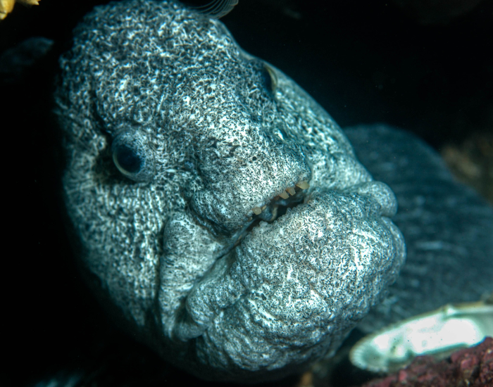 head-wolf-eel.webp Close up of a wolf eel with black background