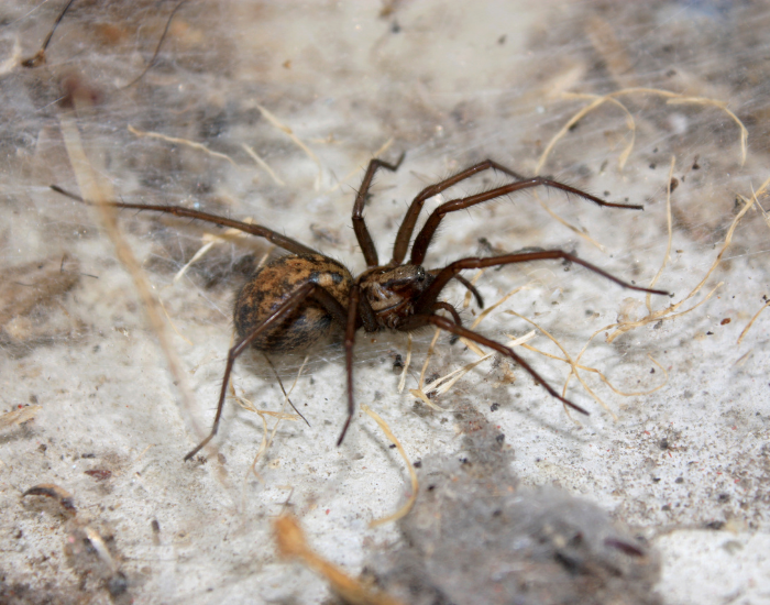 hobo spider on den