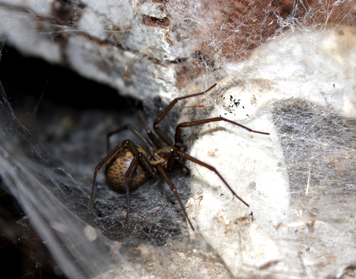 close up of. hobo spider inside it den/spider web