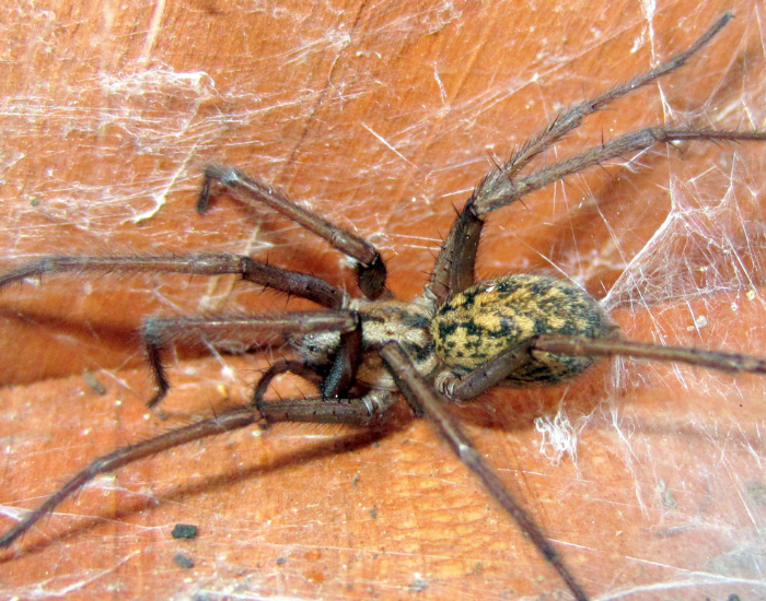 hobo-spider-Eratigena-agrestis.webp Close up of a hobo spider