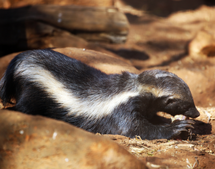 honey-badge-eating-1.webp honey badger eating in the wild