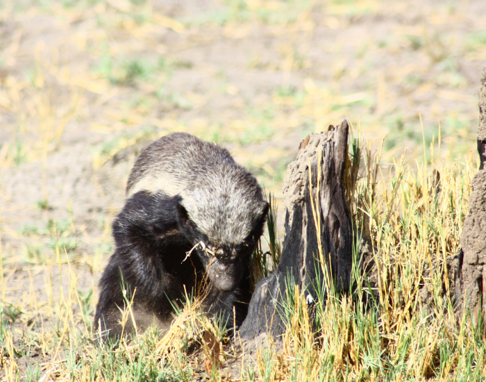 honey-badge-forgaingr.webp honey badger trying to catch something