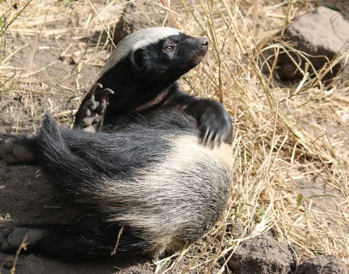 honey-badger-4.webp honey badger curled in the wild