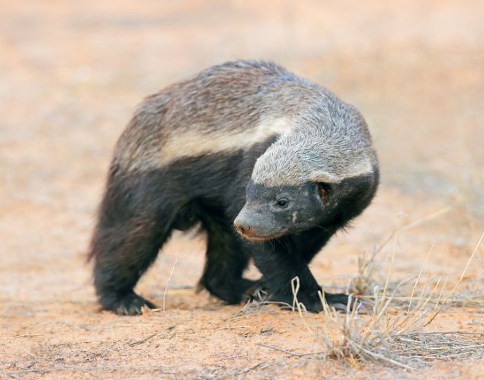 Honey badger