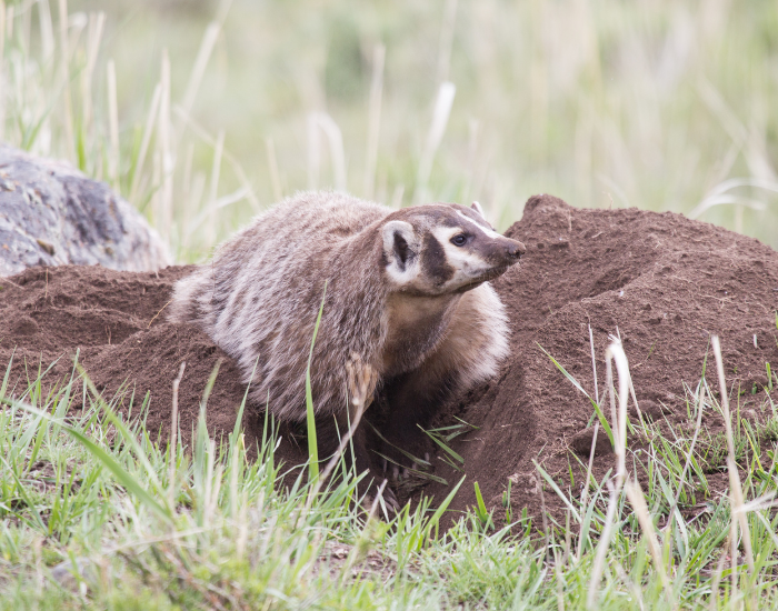 honey-badger-cub-2.webp badger next to a big burrow in the wild