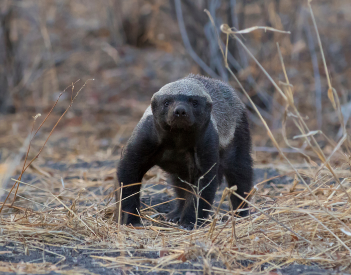 honey-badger-cub-3.webp honey badger in the wild
