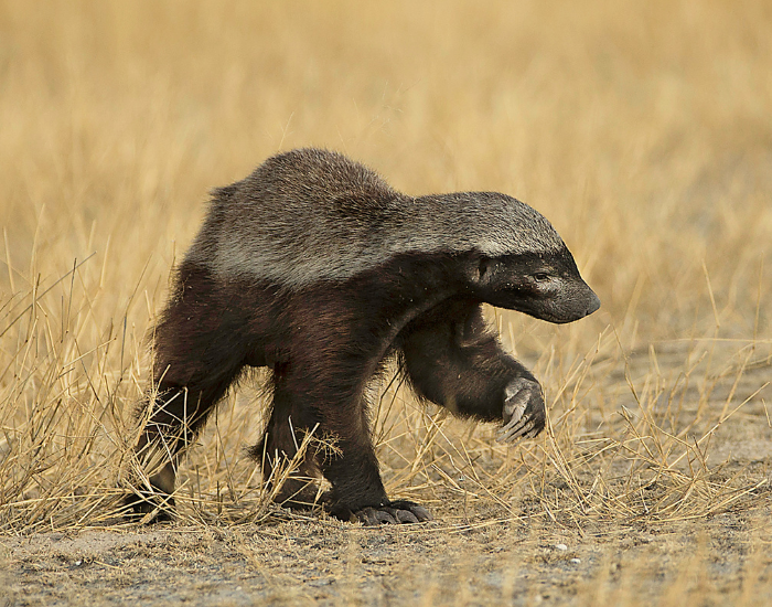honey-badger.webp Honey badger walking