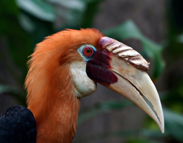 hotnbill.webp close up of a hornbill beak
