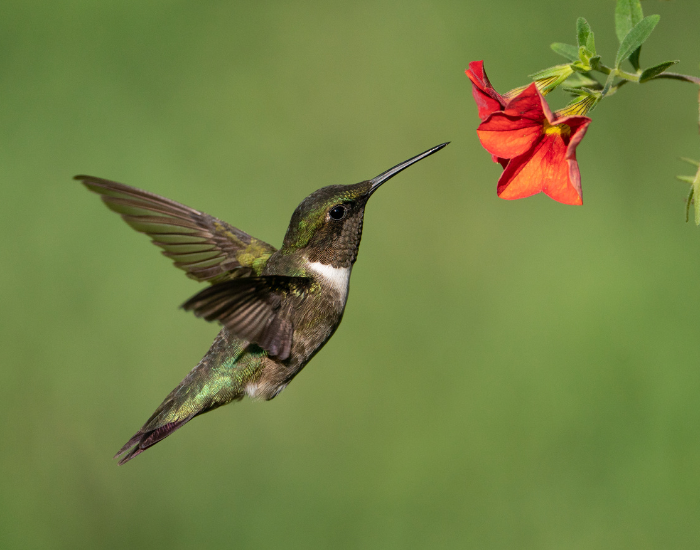 hummingbird.webp hummingbird feeding from a flower