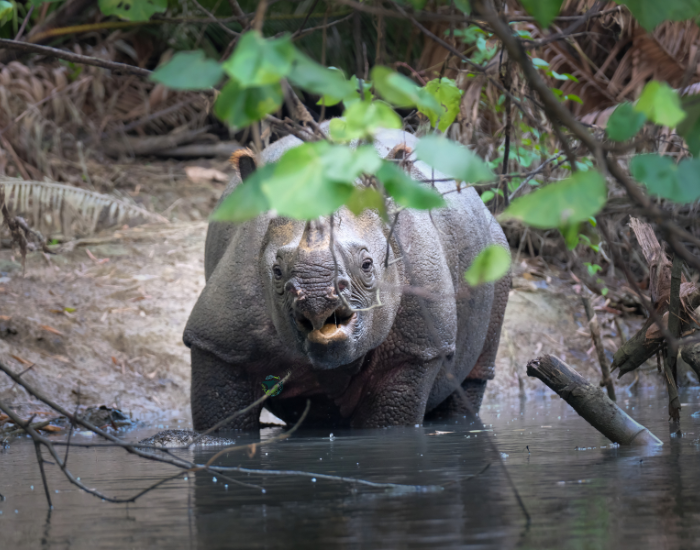 javan-rhino-6.webp Javan rhino enetering a pond