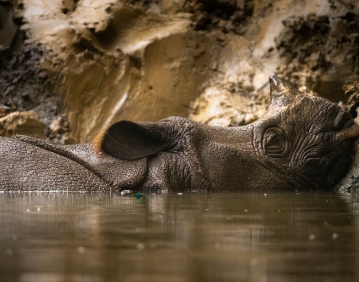 javan-rhino-7.webp Javan rhino bathing near shore