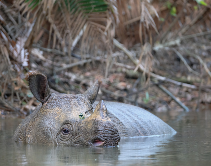 javan-rhino-bathing.webp Javan Rhino bathing in the wild