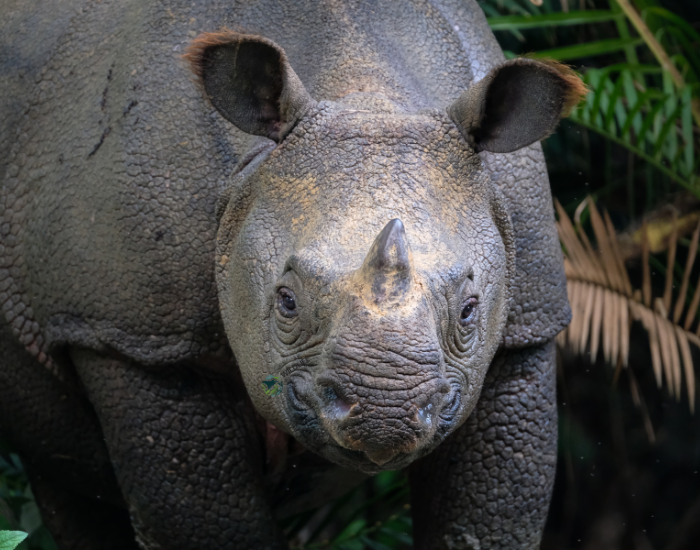 javan-rhino-front-shot.webp frontal shot of a javan rhino showing its horn and armored body