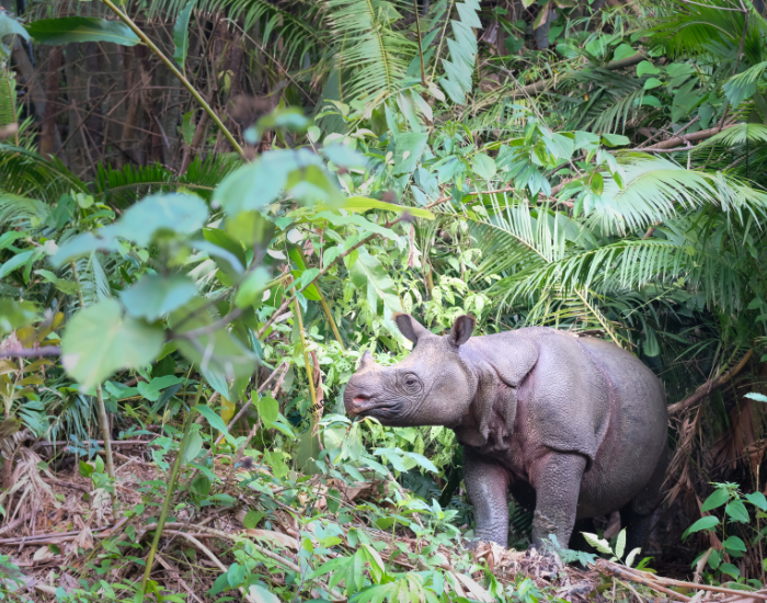 javan-rhino-jungle.webp Javan rhino in the wild