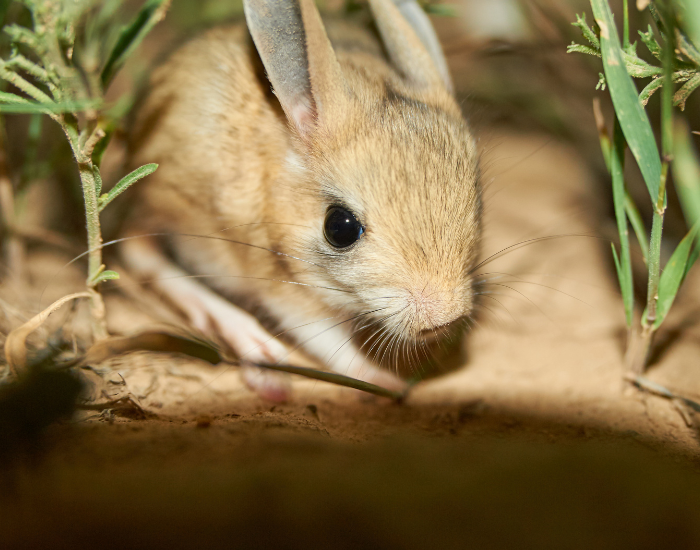 jerboa-close-up.webp jerboa clos eup in the wild