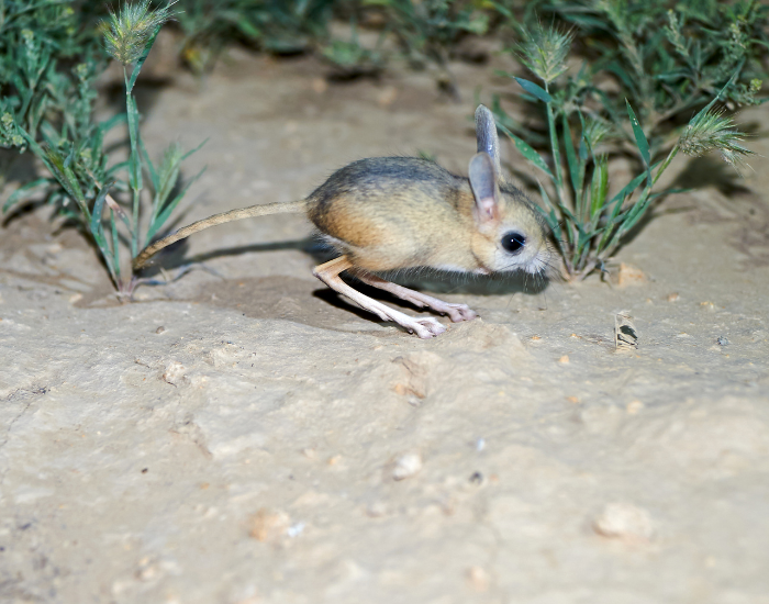 jerboa-jumping.webp jerboa jumping in the wild in the desert