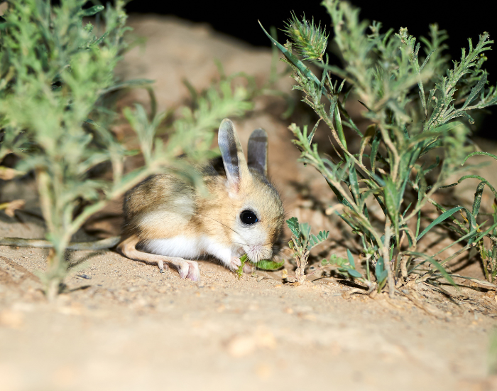 jerboa-sand-5.webp jerboa in the wild in the desert
