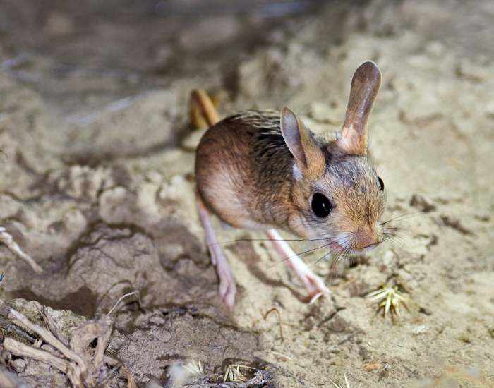 jerboa-sand-6.webp jerboa walking sand in the wild