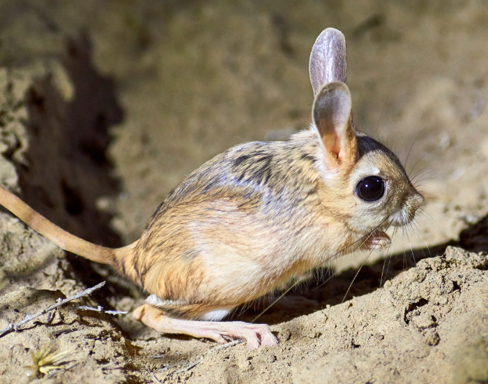 jerboa-wild.webp jerboa at night in the wild