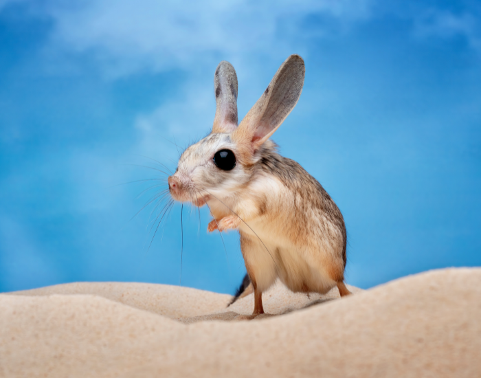 long eared Jerboa on sand