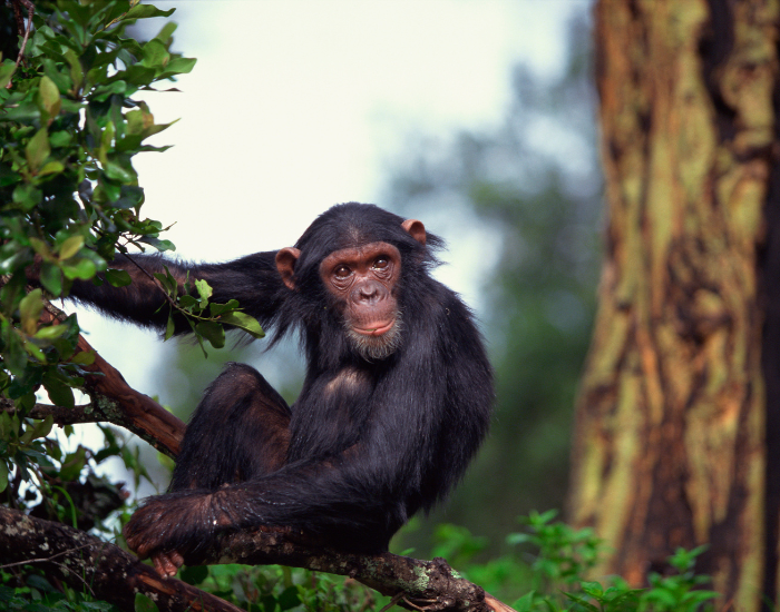 juvenile-chimpanzee.webp Chimpanzee in a jungle