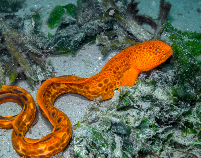 juvenile-wolf-eel-2.webp Juvenile wolf eel