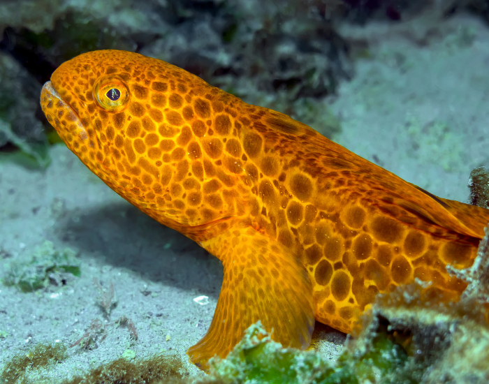 juvenile-wolf-eel.webp juvenile wolf eel close up