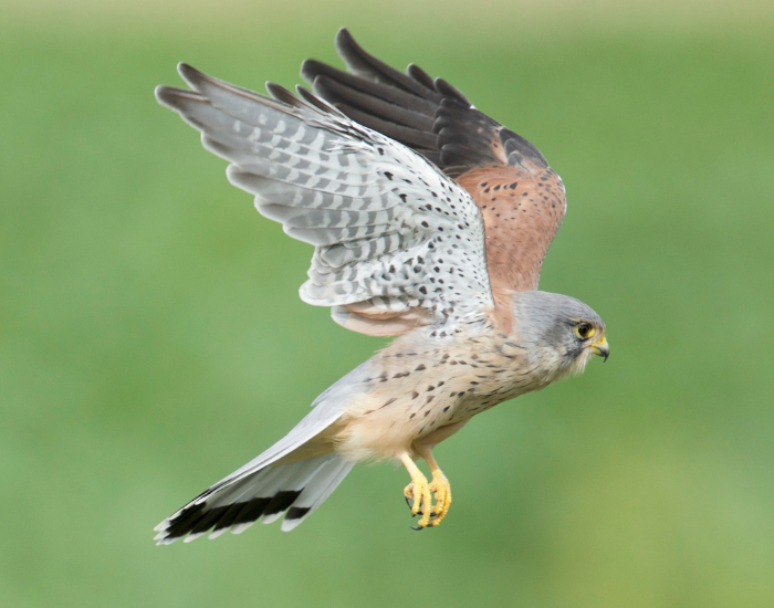 Kestrel flying 