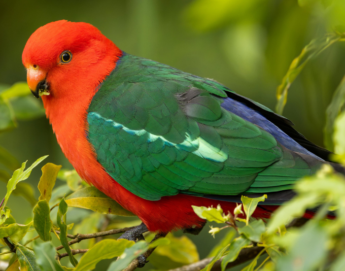 king-parrot-close-up.webp king parrot close up