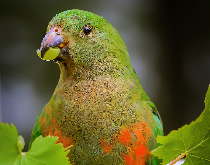 king-parrot-eating-a-grape.webp green king parrot eating grapes