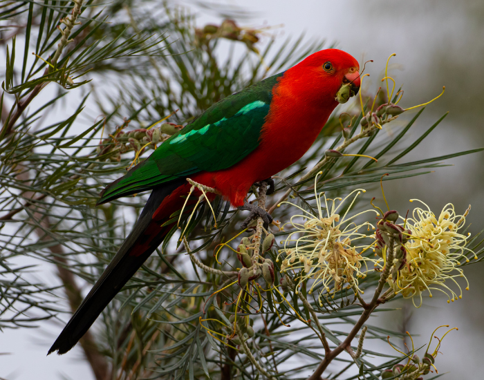 king-parrot-eating-seed.webp king parrot on top of a tree eating a seed