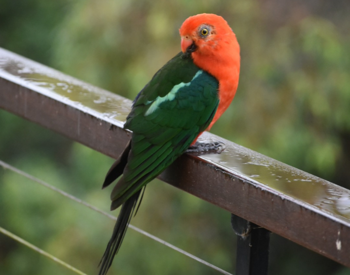 King parrot standing on the balcony of a deck