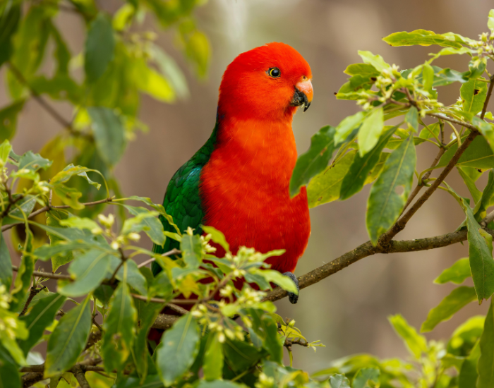 king-parrot-on-tree-2.webp king parrot in a tree