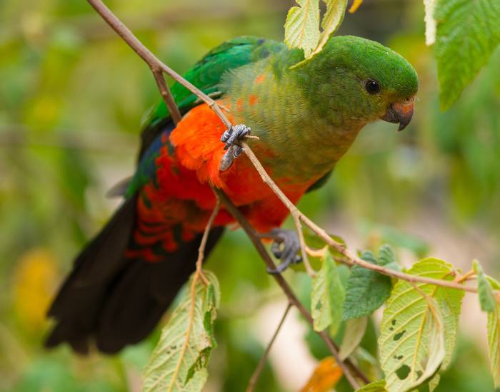 king-parrot-on-tree-3.webp female king parrot on a tree